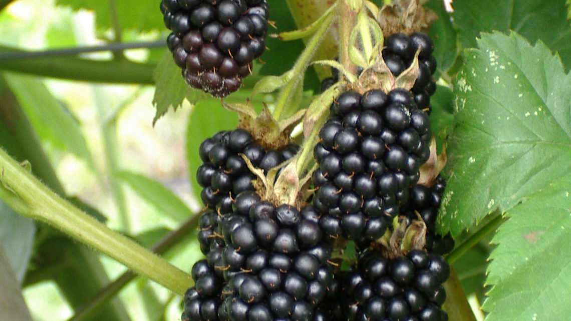 Mûre sans épines « DIRKSEN » AB