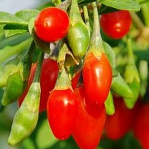 Goji à Gros Fruits « XXL » AB