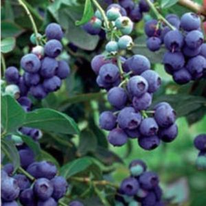 Bleuet "BRIGITTA" AB