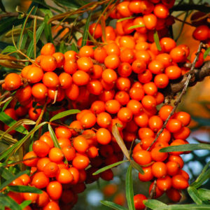 Argousier Femelle "LEÏOKORA" AB