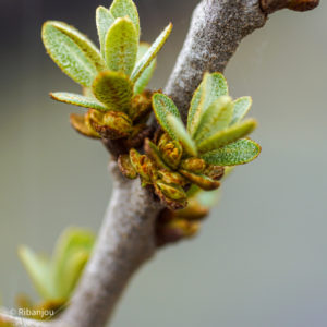 Argousier Mâle "POLLMIX" AB