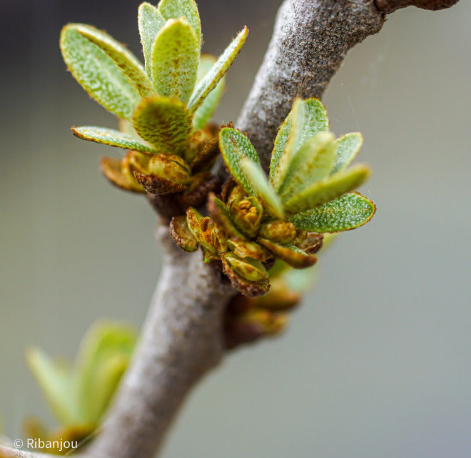 Argousier Mâle « POLLMIX » AB