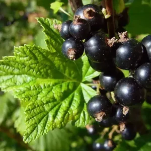 Cassis "NOIR DE BOURGOGNE" AB