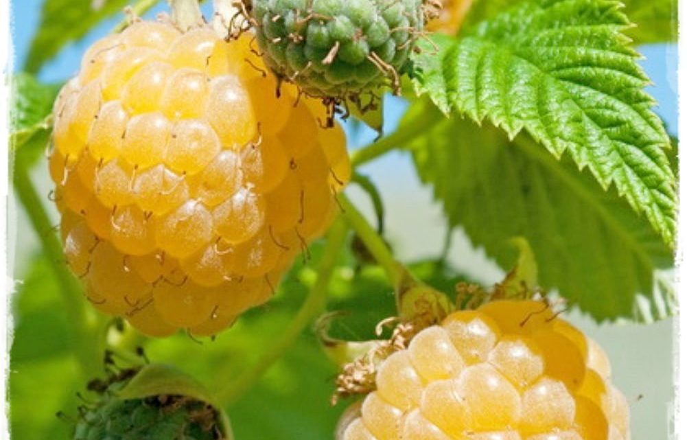 Framboisier Jaune « FALLGOLD » (remontant) AB