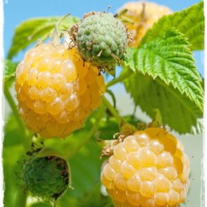 Framboisier Jaune "FALLGOLD" (remontant) AB