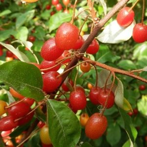 Elaeagnus Multiflora "Goumi du Japon" AB