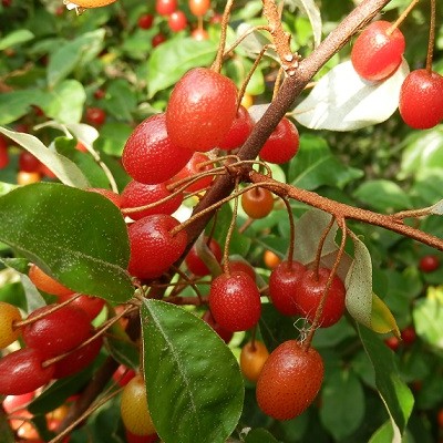 Elaeagnus Multiflora « Goumi du Japon » AB