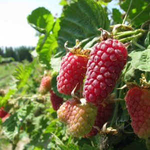 Mûre-Framboise "LOGANBERRY" AB