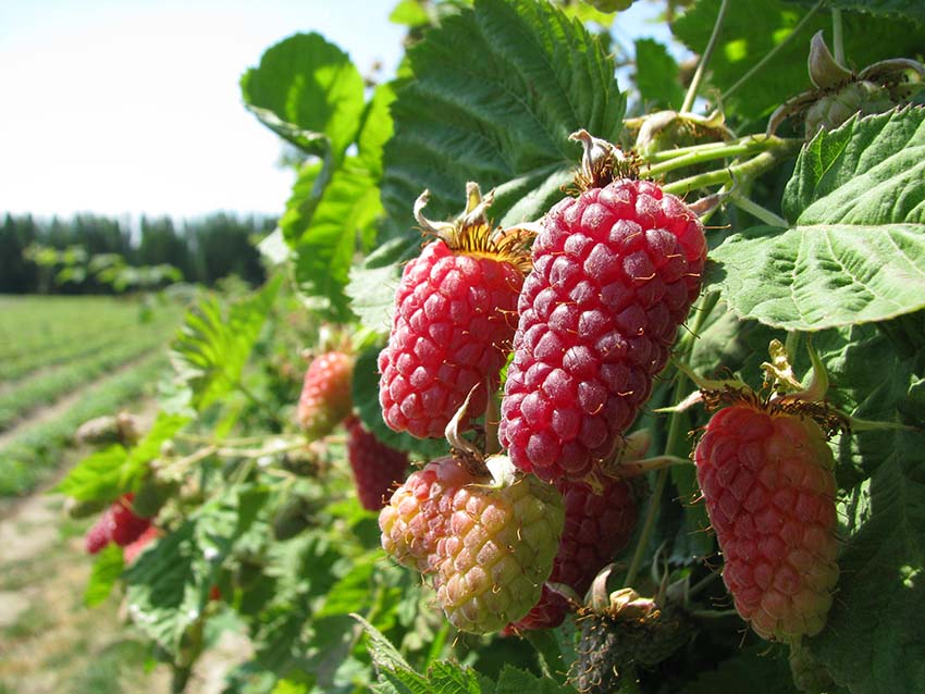 Mûre-Framboise « LOGANBERRY » AB