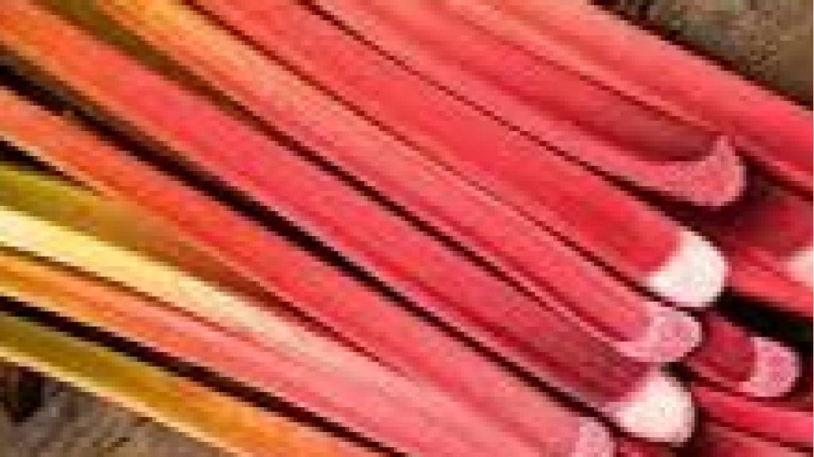 Rhubarbe Géante « VICTORIA » AB