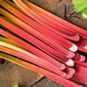 Rhubarbe Géante "VICTORIA" AB